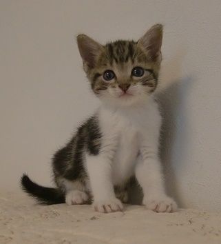 マンチカン【山形県・男の子・2017年4月6日・ブラウンタビー&ホワイト（短毛）】の写真「人慣れしてて、とても懐っこい仔です。」
