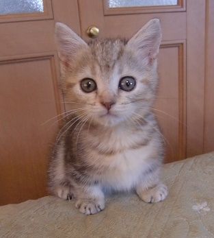マンチカン【山形県・女の子・2016年8月31日・ブラウンタービー（短毛）】の写真「とても可愛いです。」