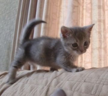 マンチカン【山形県・女の子・2015年8月2日・ブルーパッチードタビー（ショート）】の写真「とってもキュートなお顔です。」