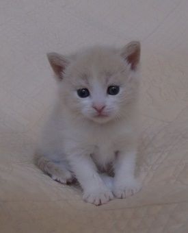 マンチカン(長足)【山形県・女の子・2018年2月22日・クリーム&ホワイト（短毛）】の写真「ニャンニャンの日生まれの可愛い女の仔です。」