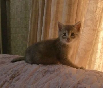 マンチカン【山形県・女の子・2015年8月2日・ブルーパッチードタビー（ショート）】の写真「とってもキュートなお顔です。」