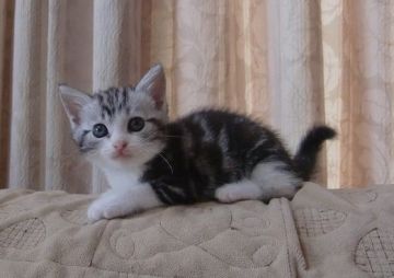 マンチカン【山形県・男の子・2015年6月9日・シルバータビー&ホワイト（ショート）】の写真「タービーカラーの綺麗な仔です。」