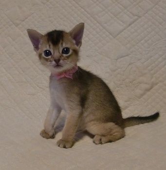 アビシニアン【山形県・男の子・2016年4月9日・ルディ―】の写真「懐っこい仔でとても可愛いです。」