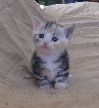 マンチカン【山形県・女の子・2015年8月25日・シルバーパッチドタビー&ホワイト（短毛）】の写真「とっても可愛い仔です。」