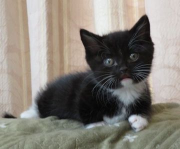 マンチカン(短足)【山形県・男の子・2019年2月25日・ブラック&ホワイト（短毛）】の写真「極短足の可愛い男の子です。」