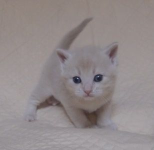 マンチカン(長足)【山形県・男の子・2018年3月5日・クリーム（短毛）】の写真「人慣れしてて、とても懐っこい仔です。」