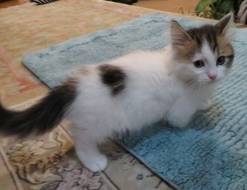 マンチカン(短足)【山形県・男の子・2018年11月1日・ブラウンタビー&ホワイト（セミロング）】の写真「毛並みフワフワヘアーで,とても人懐っこい仔です。」