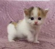 マンチカン(長足)【山形県・女の子・2022年2月9日・キャリコ(三毛)】の写真1