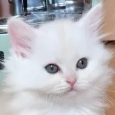 ミヌエット(長足)【山形県・女の子・2024年1月8日・シェルカメオ】の写真1