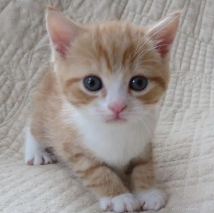 ID:2206-01699の子猫