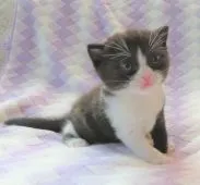 ミヌエット【山形県・男の子・2022年4月21日・ブラックタビー&ホワイト】の写真2