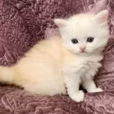 ミヌエット(長足)【山形県・女の子・2024年1月8日・シェルカメオ】の写真2