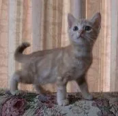 マンチカン【山形県・女の子・2016年5月10日・レッドタビー】の写真2