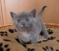 マンチカン【山形県・女の子・2015年4月10日・ブルーパッチードタービー&ホワイト(短足)】の写真2「ブルーの地にホワイトとオレンジ」