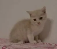 マンチカン【山形県・男の子・2016年9月15日・クリームタビー&ホワイト】の写真2