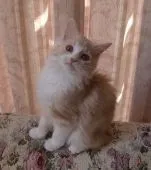 マンチカン(長足)【山形県・男の子・2017年11月21日・レッドタビー&ホワイト】の写真3「３月３日撮影」