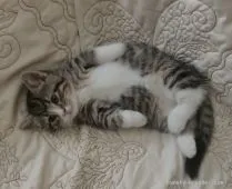 マンチカン【山形県・女の子・2015年5月8日・ブラウンスポテットタービー&ホワイト】の写真4「６月２８日撮影」