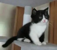 ミヌエット【山形県・男の子・2022年4月21日・ブラックタビー&ホワイト】の写真5