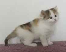 マンチカン(長足)【山形県・女の子・2022年2月9日・キャリコ(三毛)】の写真5