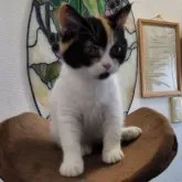 ミヌエット(長足)【山形県・女の子・2023年5月29日・キャリコ】の写真5