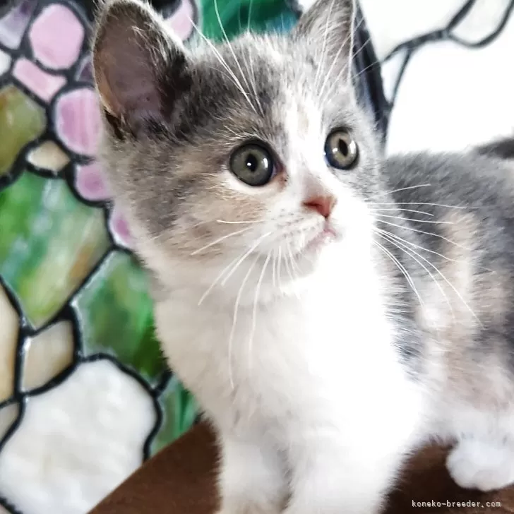 ミヌエット(長足)【山形県・女の子・2025年8月7日・ダイリュートキャリコ】の写真1