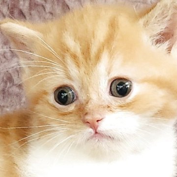 ミヌエット【山形県・女の子・2025年8月19日・レッドタビー&ホワイト（短毛）】の写真「丸々ちゃんです。」