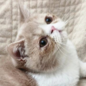 ミヌエット(長足)【山形県・男の子・2025年7月25日・クリームタビー&ホワイト（短毛）】の写真「お父さん似でとても愛嬌の有る🫠」