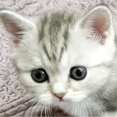 ミヌエット(長足)