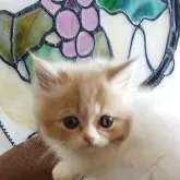 ミヌエット(長足)