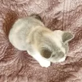 ミヌエット(長足)【山形県・女の子・2025年8月7日・ダイリュートキャリコ】の写真4