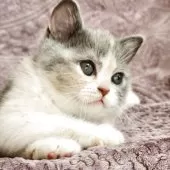 ミヌエット(長足)【山形県・女の子・2025年8月7日・ダイリュートキャリコ】の写真6