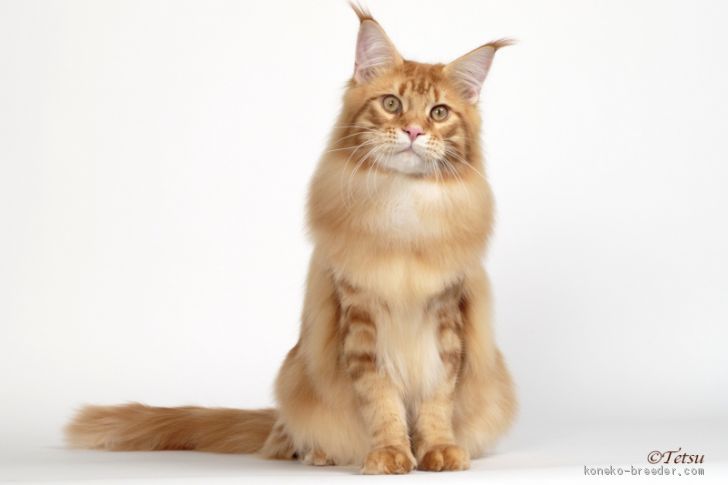 体重8キロのパパ猫甘えん坊です｜古俣　伸子(こまた　のぶこ)ブリーダー(新潟県・メインクーン・CFA/SPCC,MCC登録)の紹介写真2