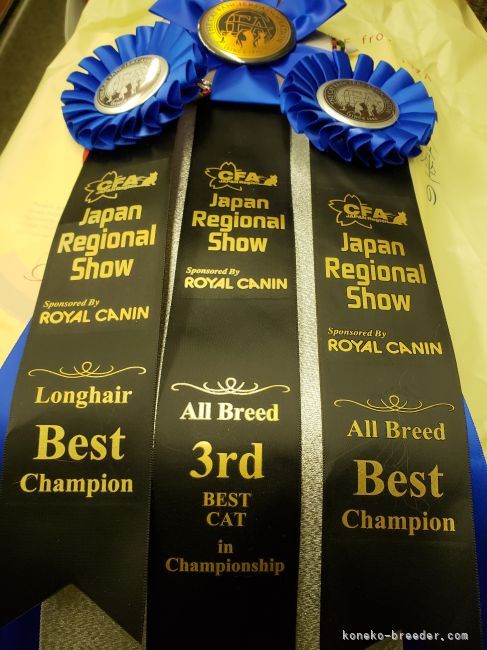 2025年8月のキャットショードラゴンがキツンで入賞しました｜古俣　伸子(こまた　のぶこ)ブリーダー(新潟県・メインクーン・CFA/SPCC,MCC登録)の紹介写真6