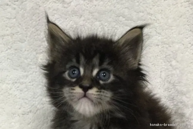 りゃんこ 様のお迎えした子猫