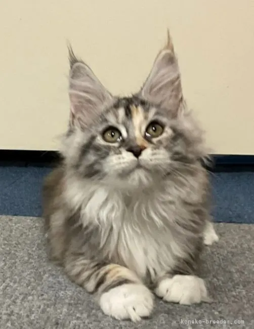 とまと 様のお迎えした子猫