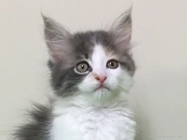 emma 様のお迎えした子猫