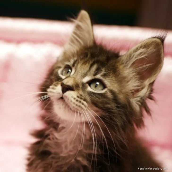 ID：2304-02085の子猫