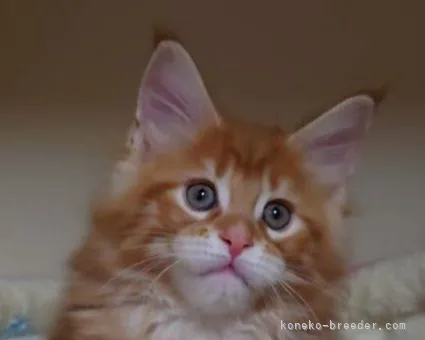 ID：2104-00330の子猫