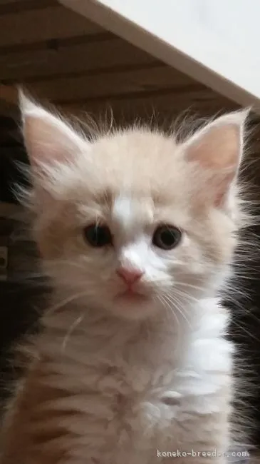 コウ 様のお迎えした子猫