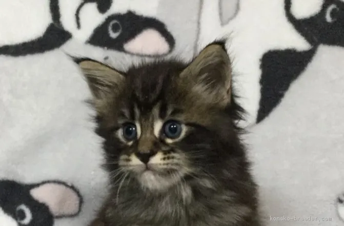 tsune 様のお迎えした子猫