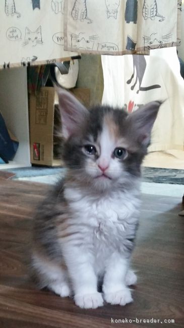 コウ 様のお迎えした子猫