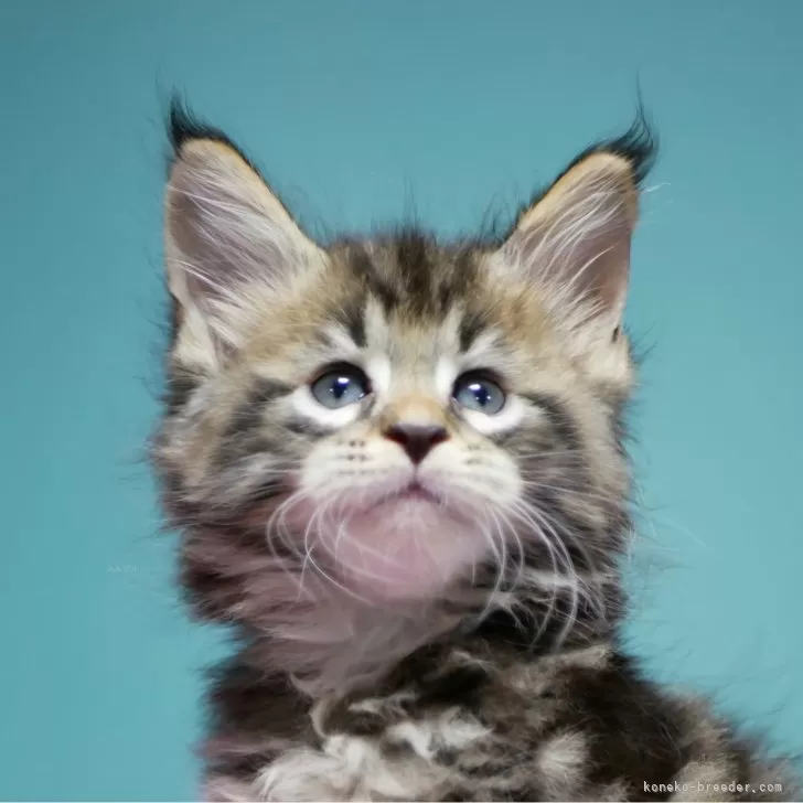 ID：2408-01392の子猫