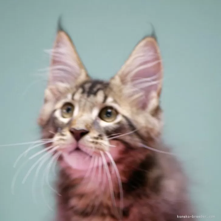 ID：2406-01131の子猫