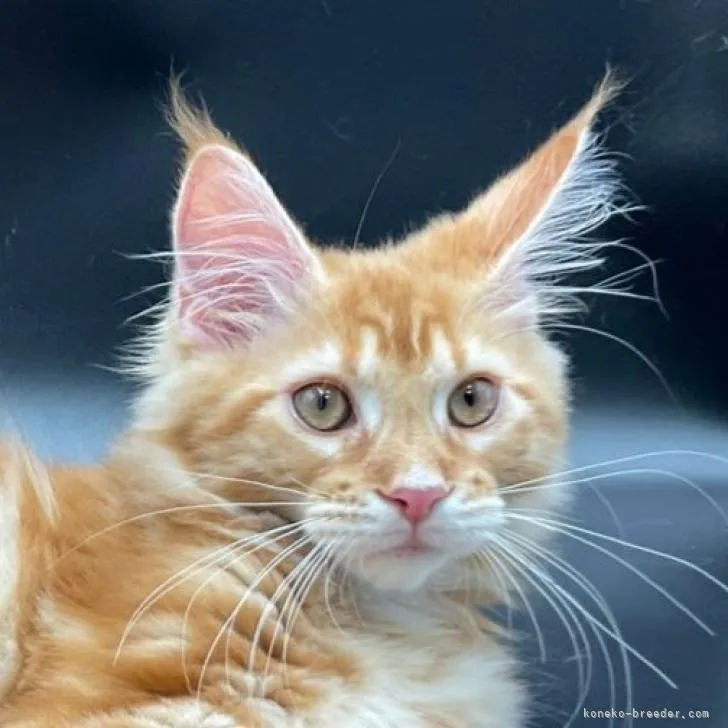 ID：2204-02279の子猫