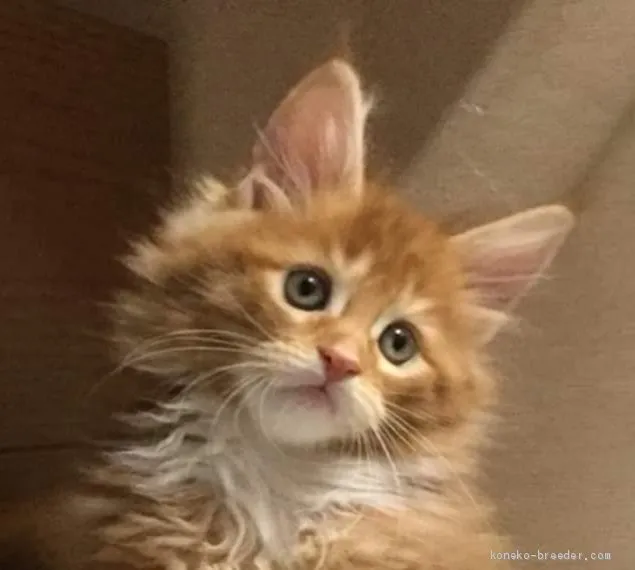 ヒロポン 様のお迎えした子猫