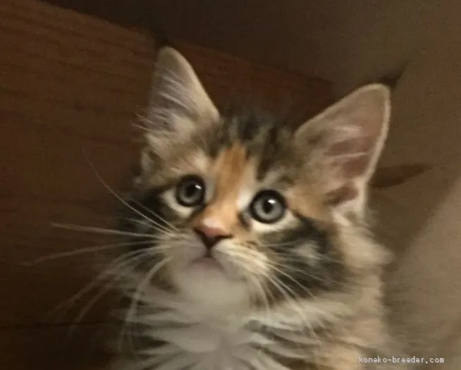 エリ 様のお迎えした子猫