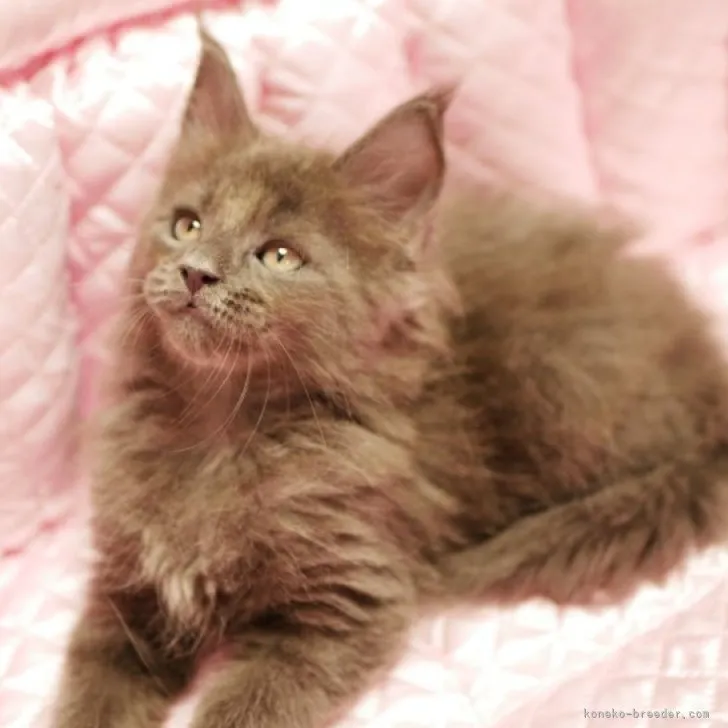 ID：2304-02092の子猫