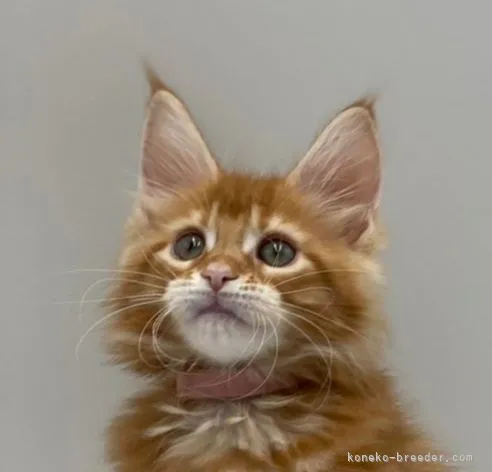 カナコ 様のお迎えした子猫