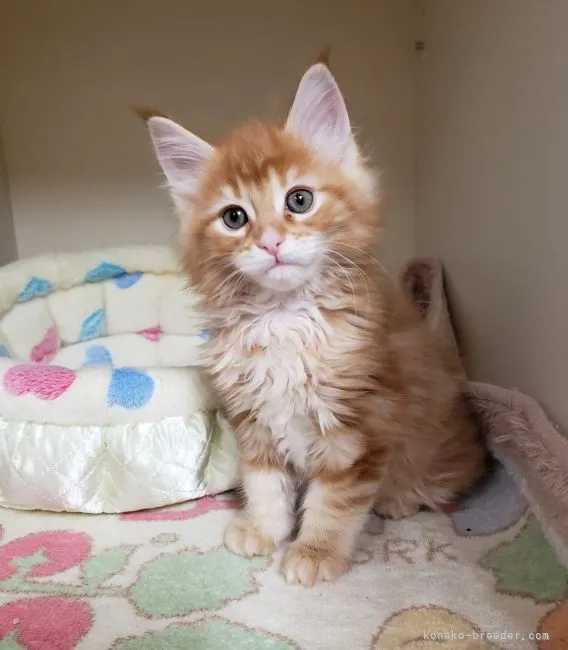 ID：2104-01993の子猫