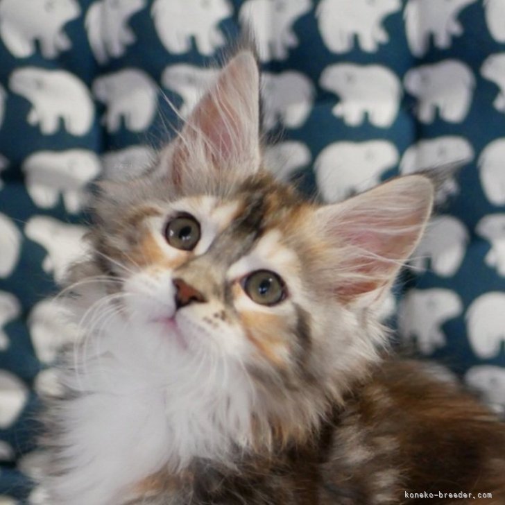 KZNR 様のお迎えした子猫